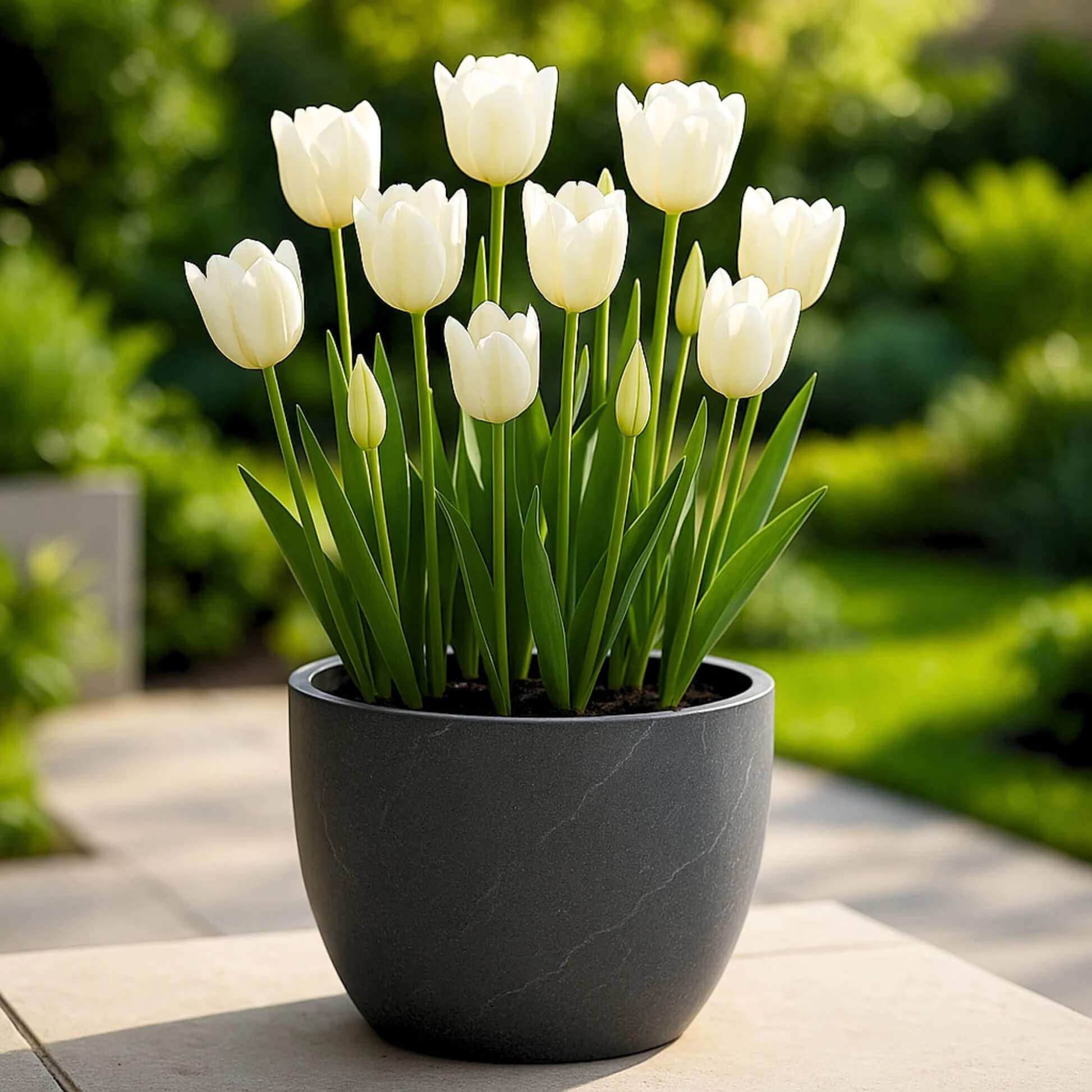 Tulip Bulbs Seeds - Flower Plant