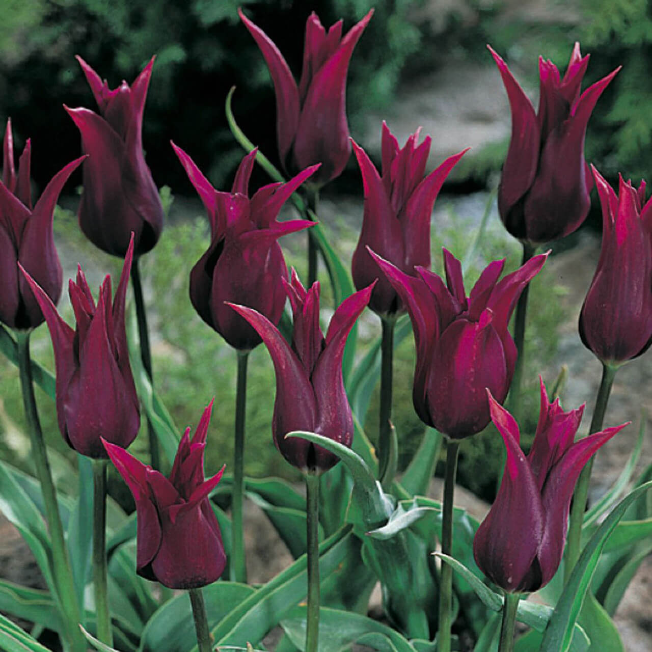 Tulip Seeds – Burgundy
