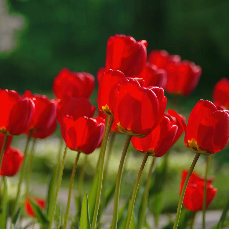 Tulip Seeds – Deep Red