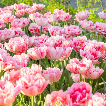 Tulip Seeds – Double Bloom