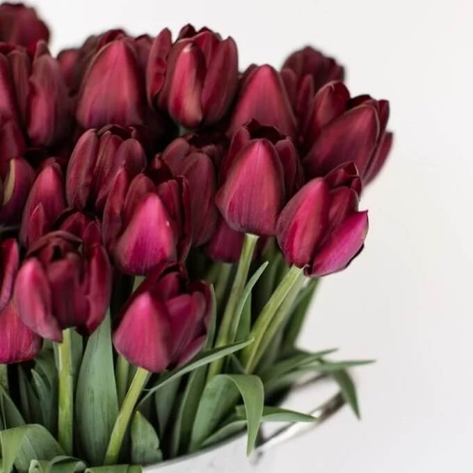 Tulip Seeds – Elegant Maroon