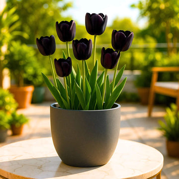 Tulip Flower Seeds For Planting - Flower Plant