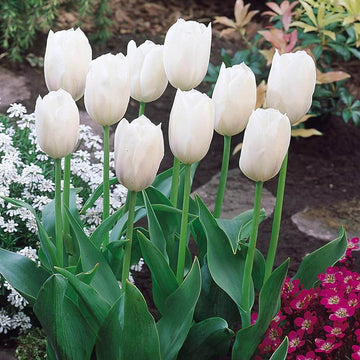 Tulip Flower Seeds For Planting - Flower Plant