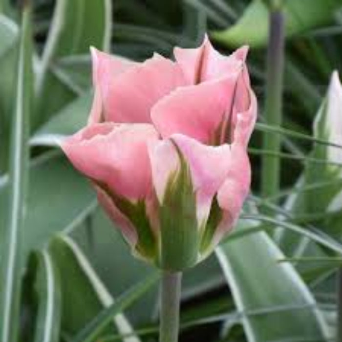Tulip Seeds – Green Pink – Wildflower