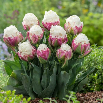 Tulip Seeds – Ice Cream