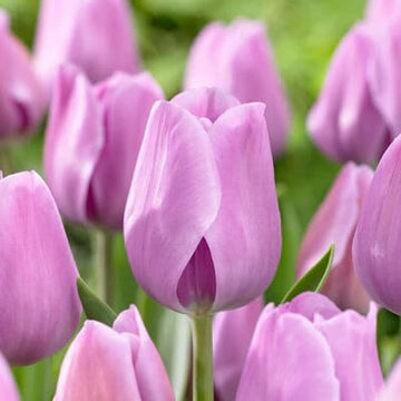 Tulip Seeds – Lavender 
