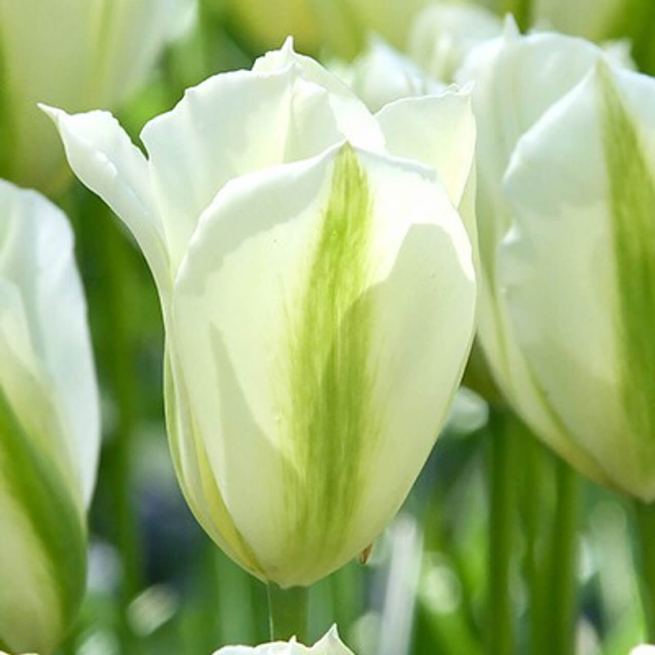 Tulip Seeds – Light Green