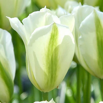 Tulip Seeds – Light Green