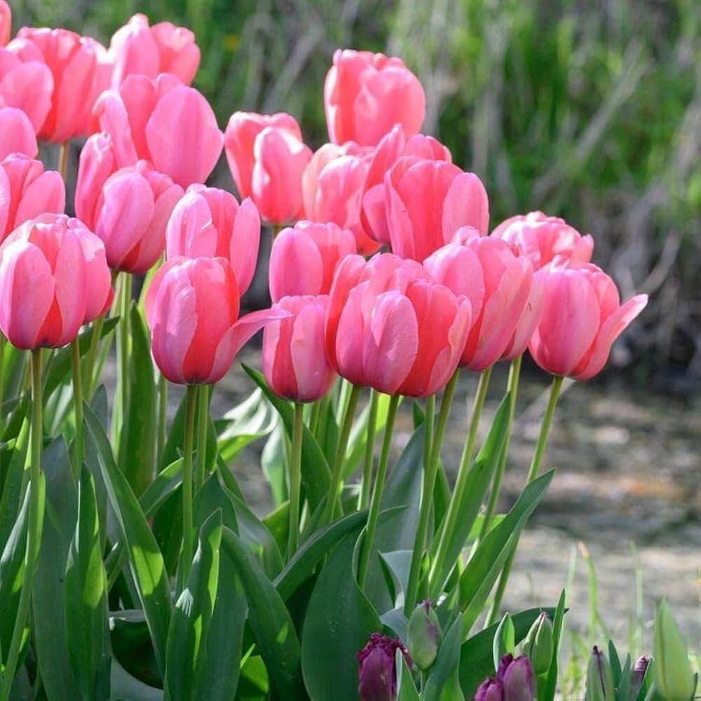 Tulip Seeds – Light Pink