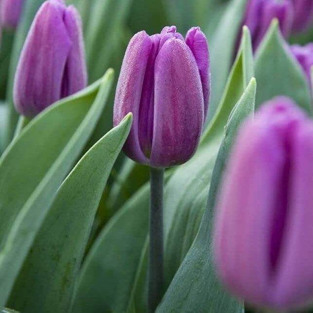 Tulip Seeds – Light Purple