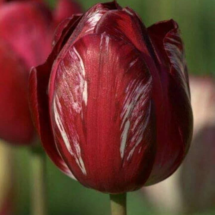 Tulip Seeds – Maroon