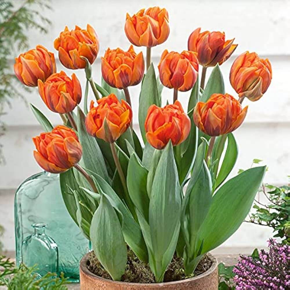 Tulip Seeds – Orange and Green
