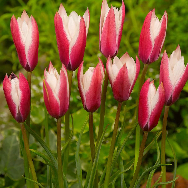 Tulip Seeds – Peppermint Stick 