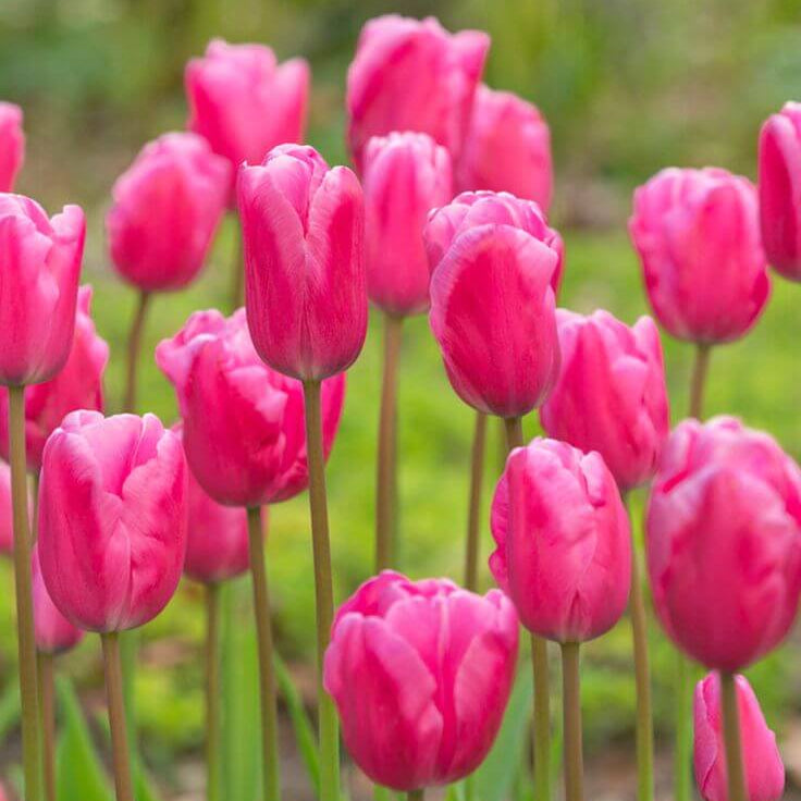 Tulip Seeds – Pink