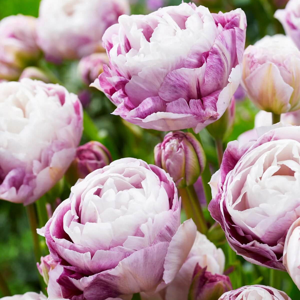 Tulip Seeds – Purple and White