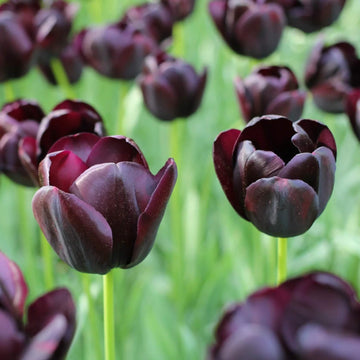 Tulip Seeds – Queen of the Night Dark Purple