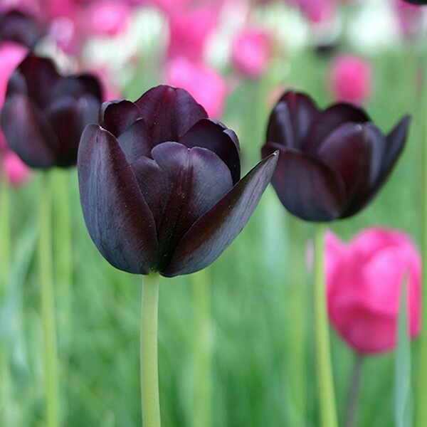 Tulip Seeds – Queen of the Night Dark Purple
