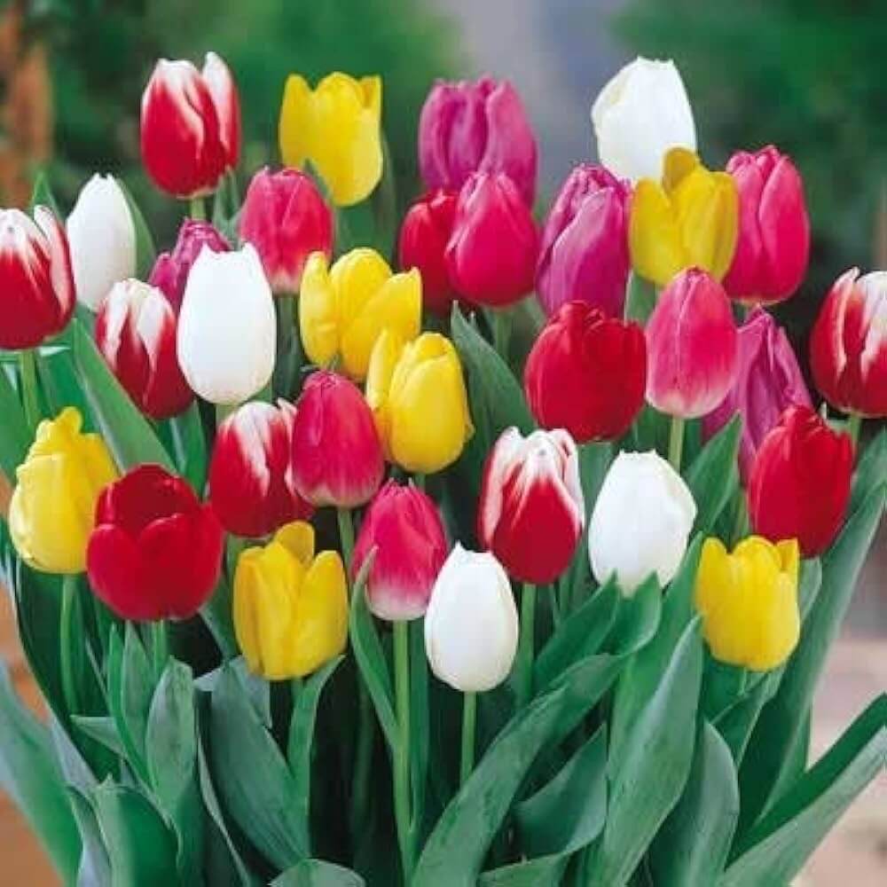 Tulip Seeds – Rainbow Mix