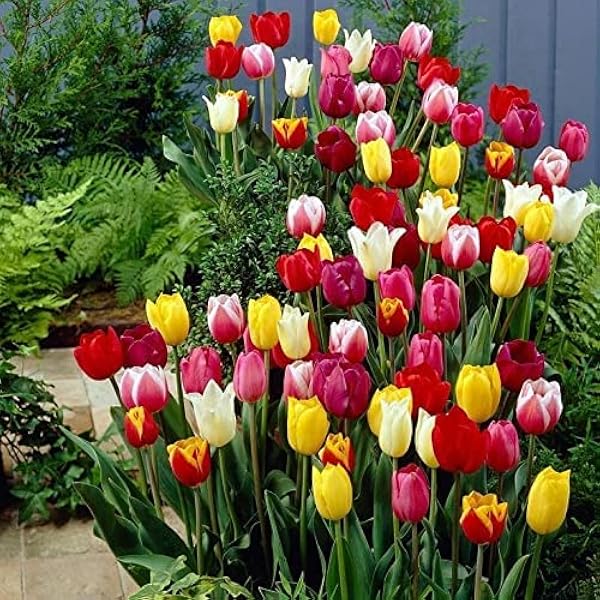 Tulip Seeds – Rainbow Mix