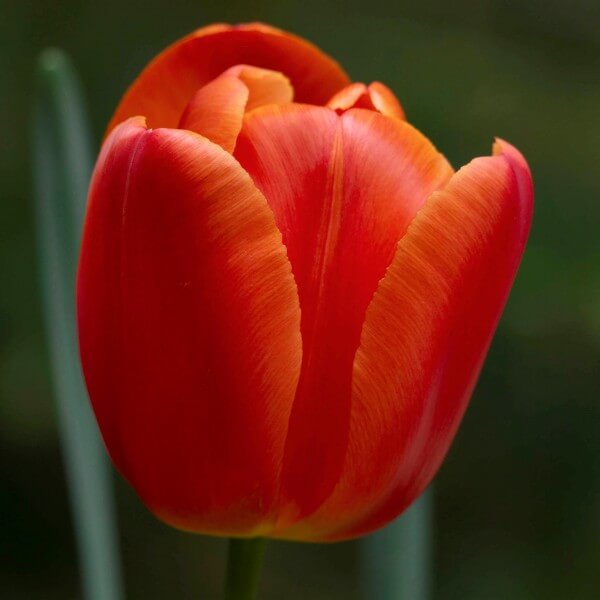 Tulip Seeds – Red Orange