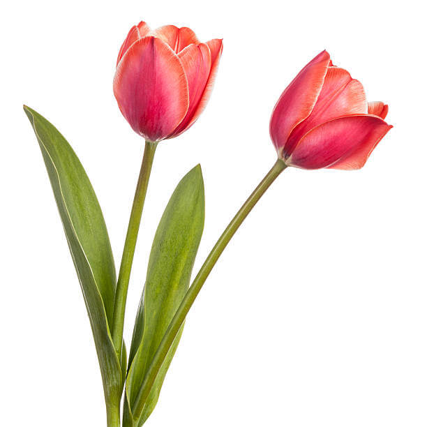 Tulip Seeds – Red and Pink