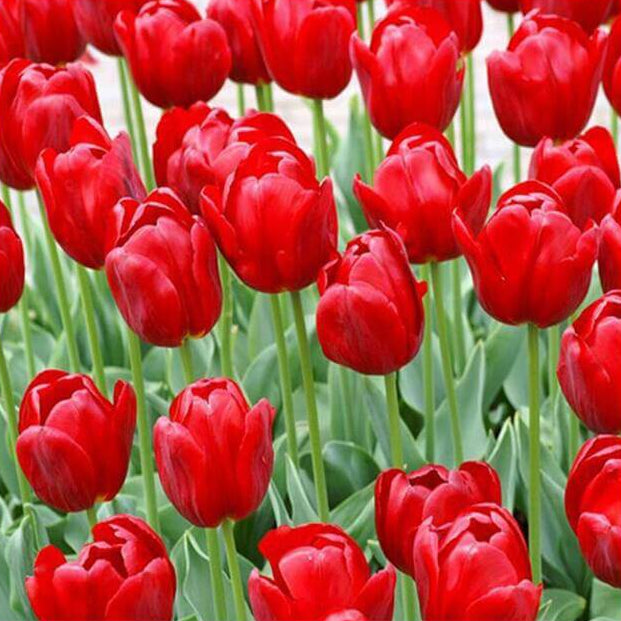Tulip Seeds – Red

