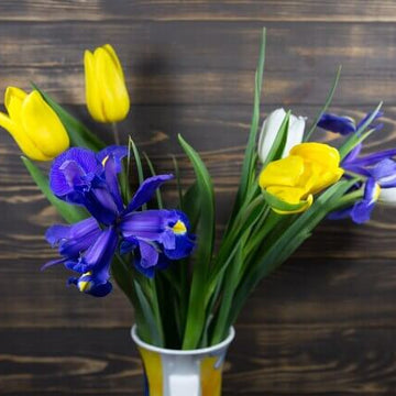 Tulip Seeds – Blue and Yellow