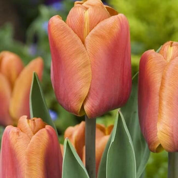 Tulip Seeds – Brown