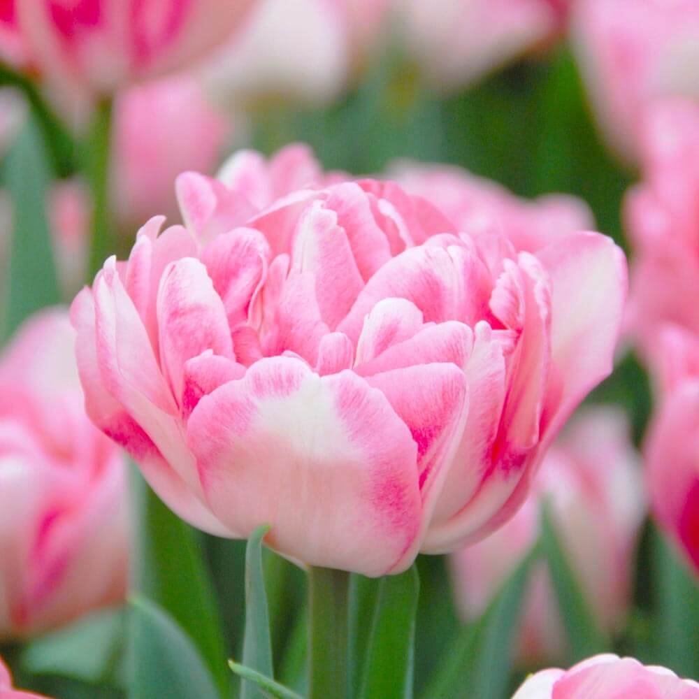 Tulip Seeds – Double Bloom