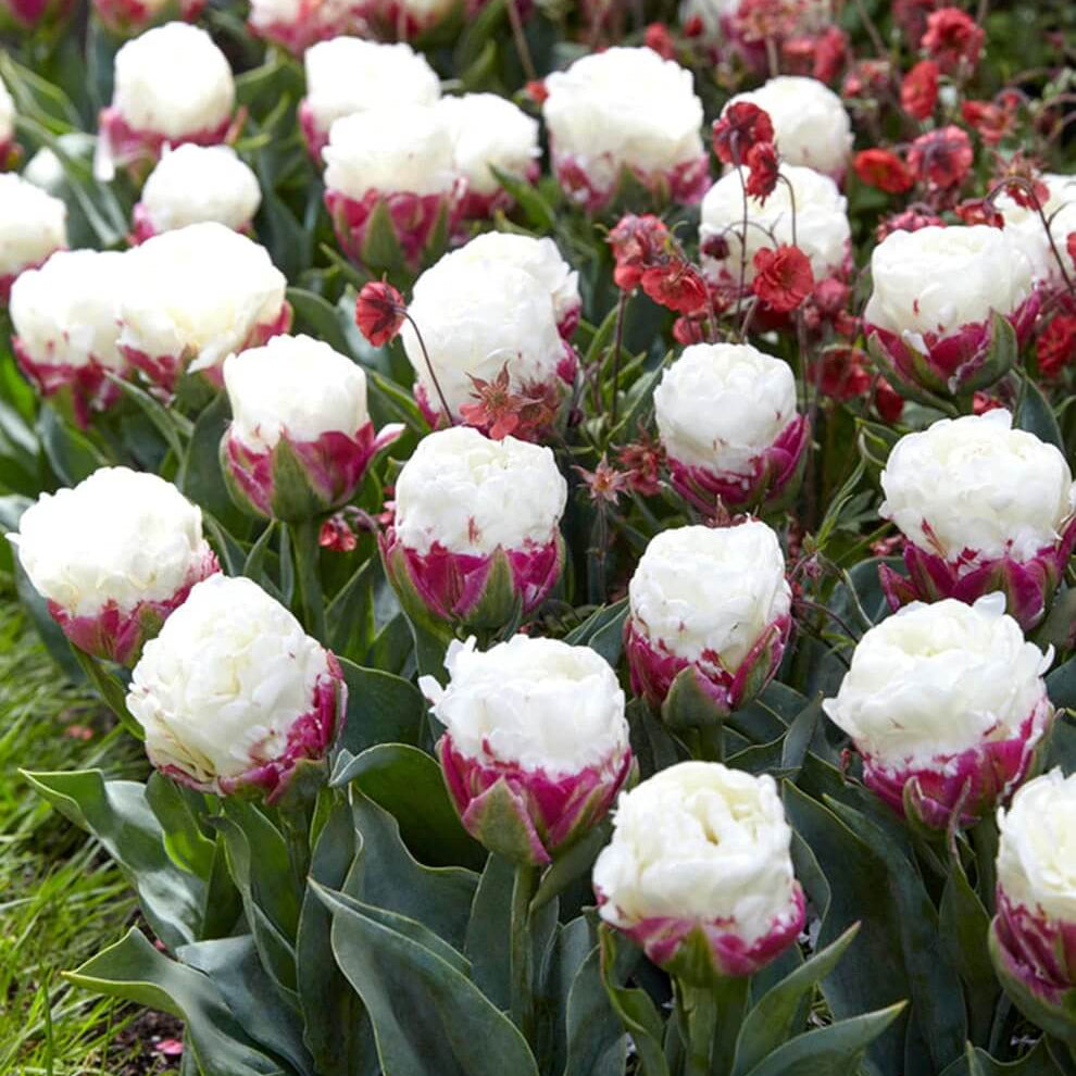 Tulip Seeds – Ice Cream