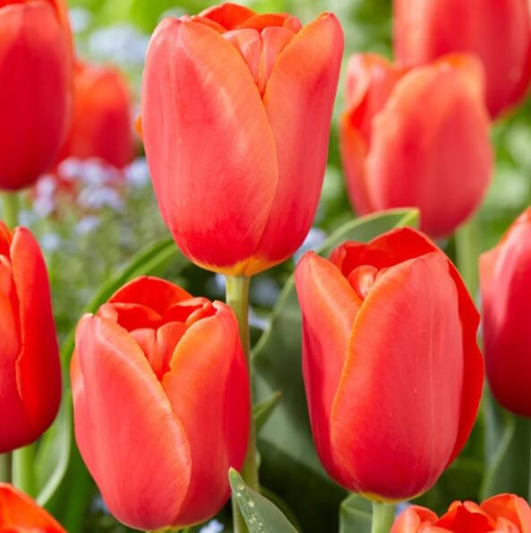 Tulip Seeds – Red Orange