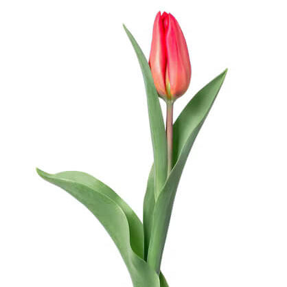 Tulip Seeds – Red and Pink