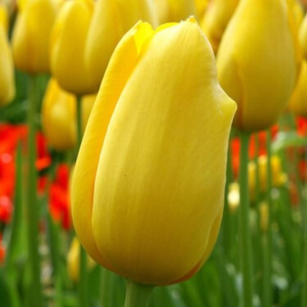 Tulip Seeds – Yellow 