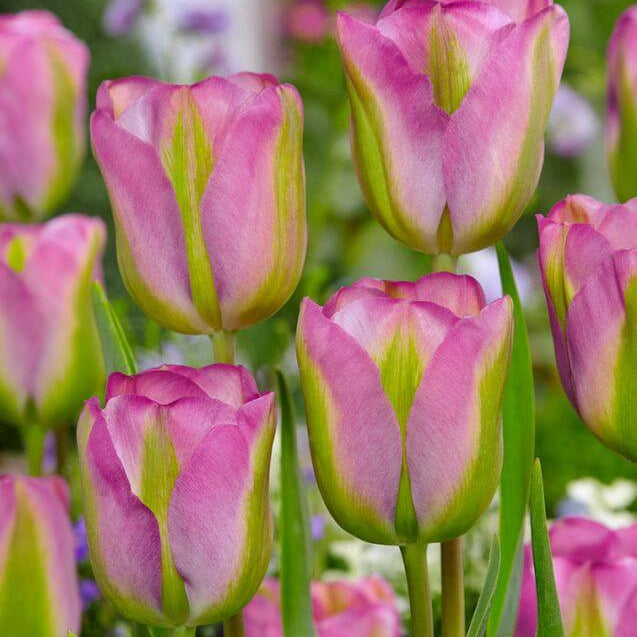 Tulip Seeds – Green and Pink