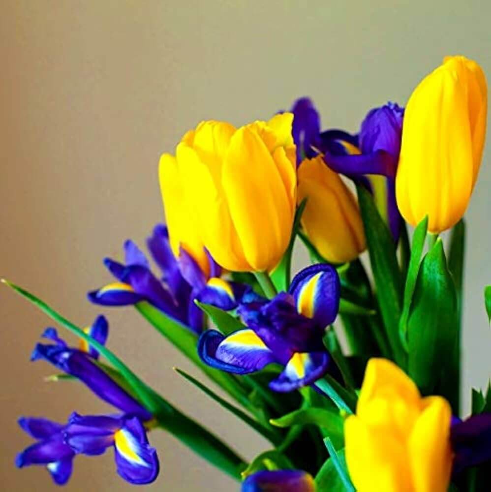 Tulip Seeds – Blue and Yellow