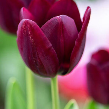 Tulip Seeds – Maroon