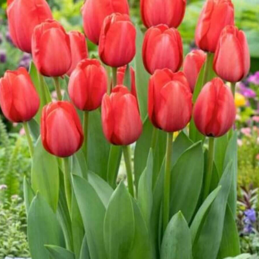 Tulip Seeds – Red and Pink