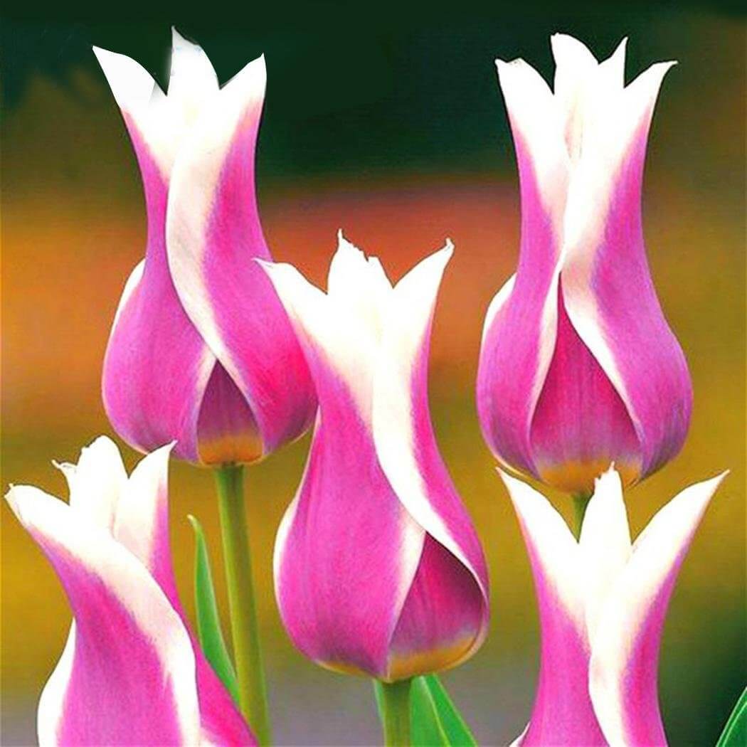 Tulip Seeds - All In One For Home Gardens