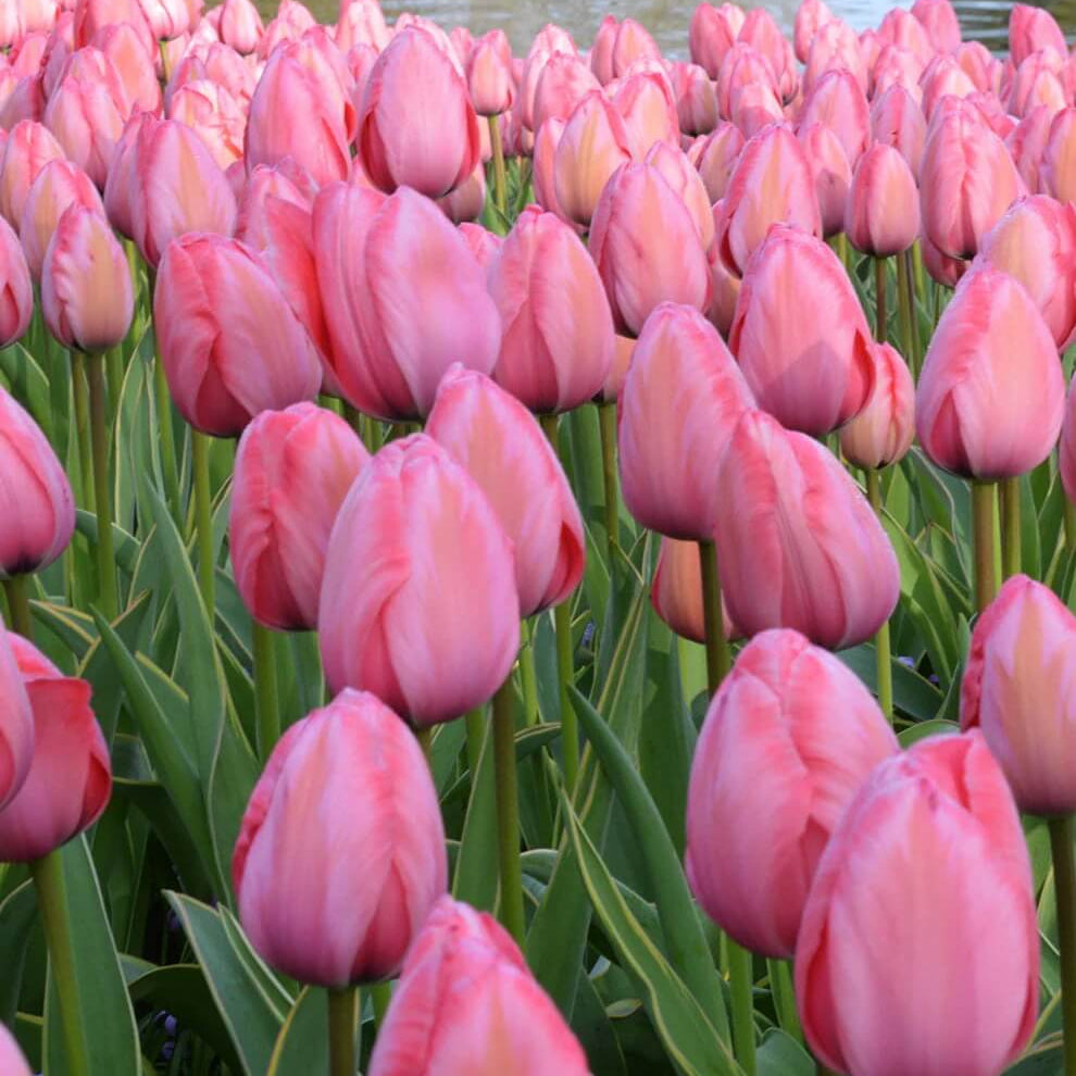 Tulip Seeds – Aroma