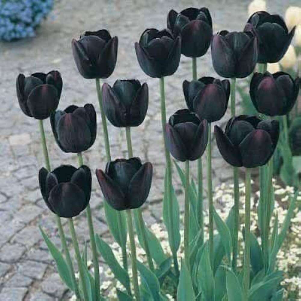 Tulip Seeds – Black