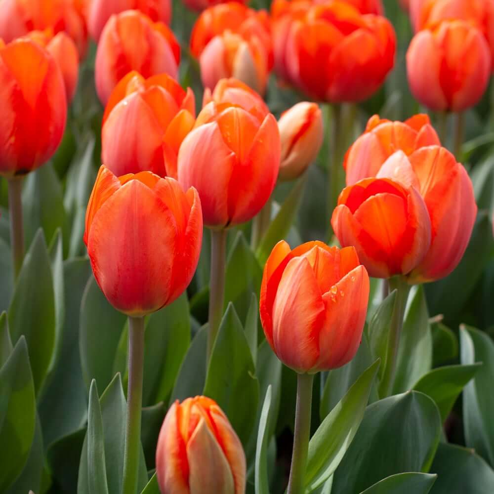 Tulip Seeds – Deep Orange 
