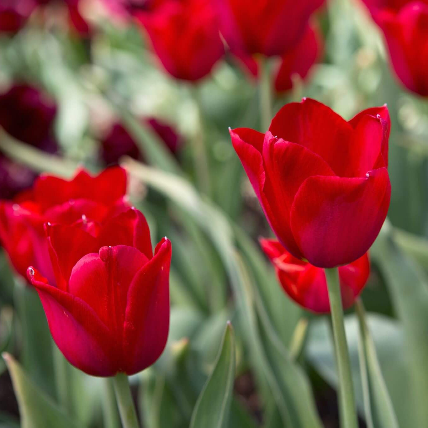 Tulip Seeds – Deep Red