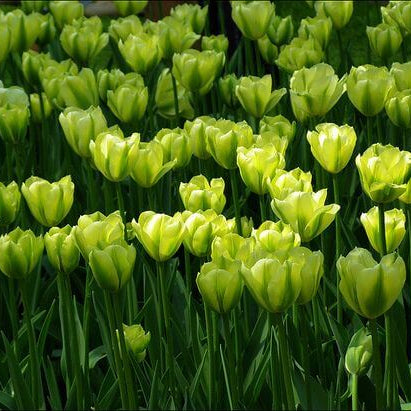 Tulip Seeds – Green