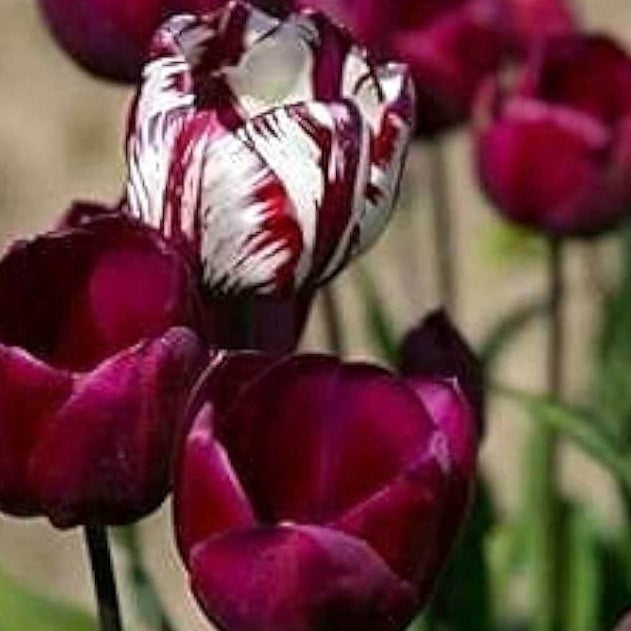 Tulip Seeds – Maroon