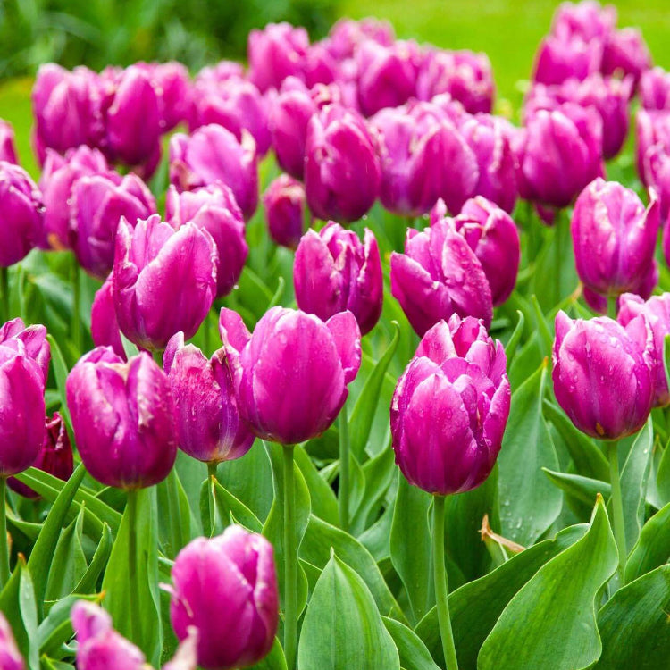 Tulip Seeds – Purple