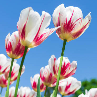 Tulip Seeds – Red and White