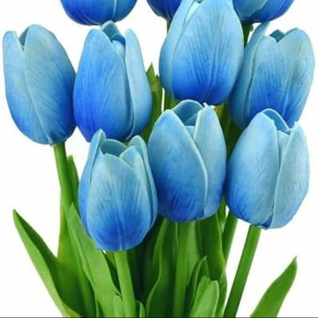 Tulip Seeds – Sky Blue