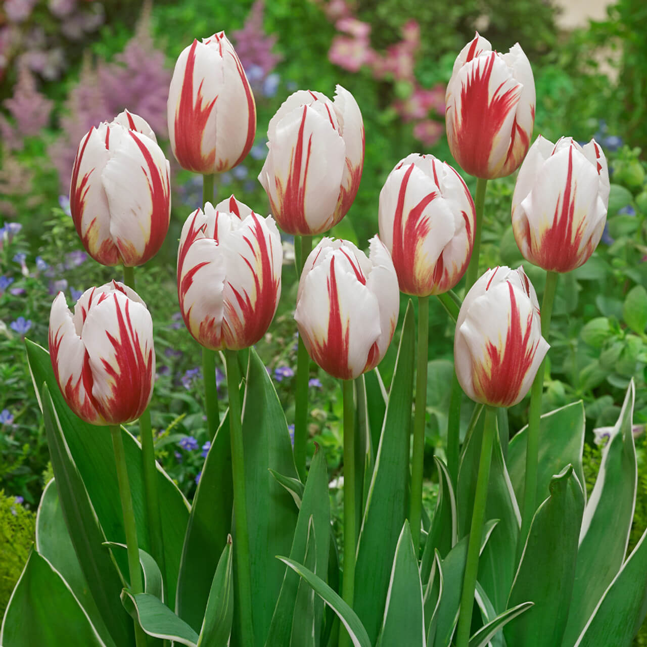 Tulip Seeds – Tulipa gesneriana