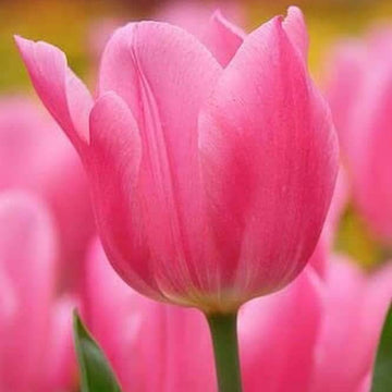 Tulip Seeds – Tulipa spp