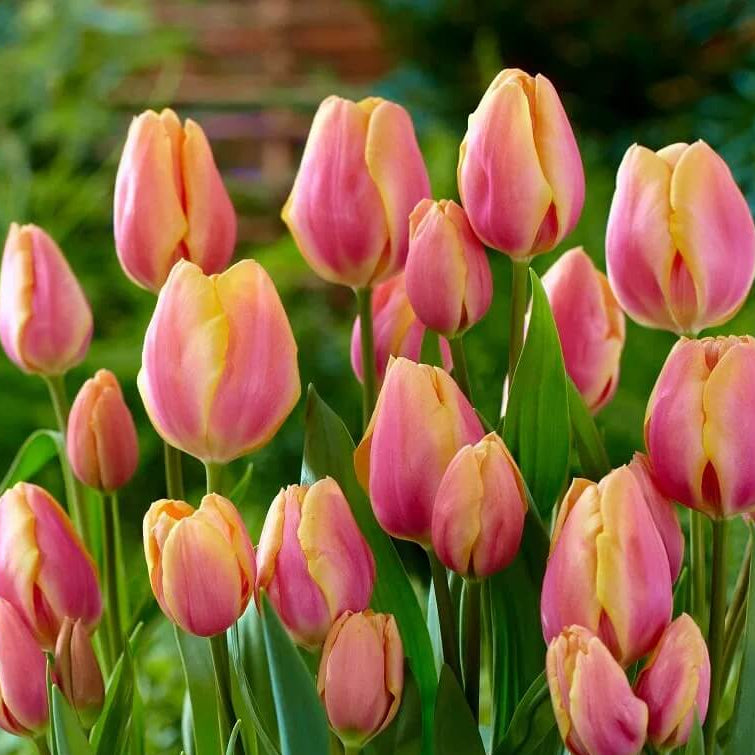 Tulip Seeds – Yellow and Pink 